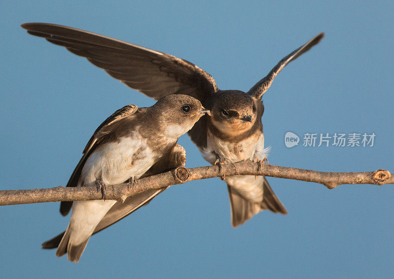 2只沙martins (Riparia Riparia)